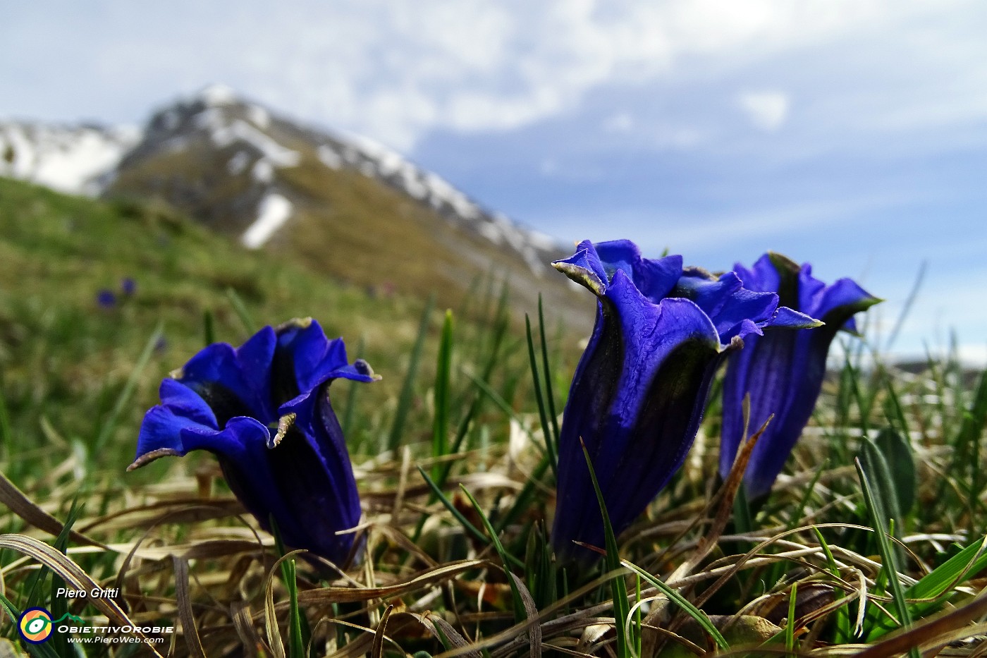 25 Genziana di Clusius [Gentiana clusii] con vista in Arera.JPG -                                